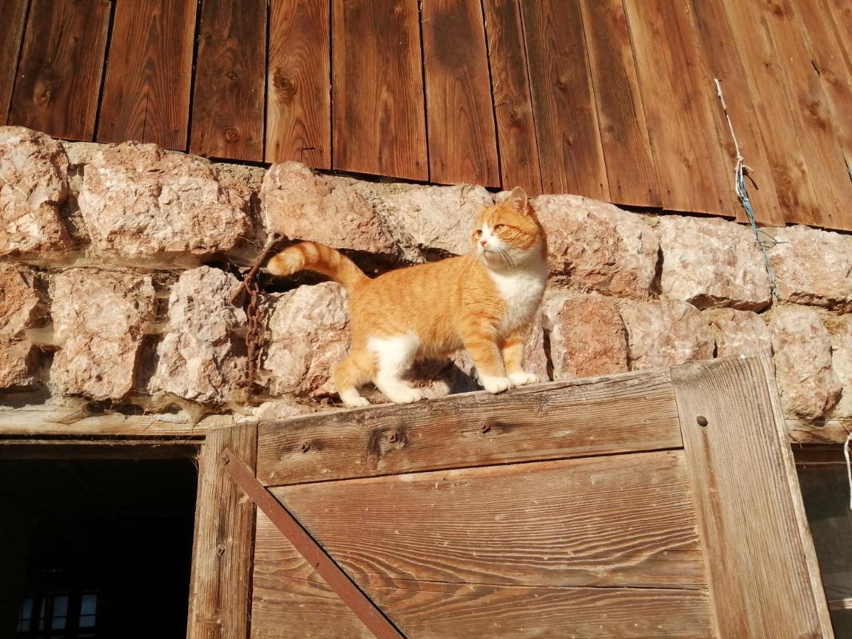 Bio-Bauernhof "Hecherhof" Thiersee Dış mekan fotoğraf