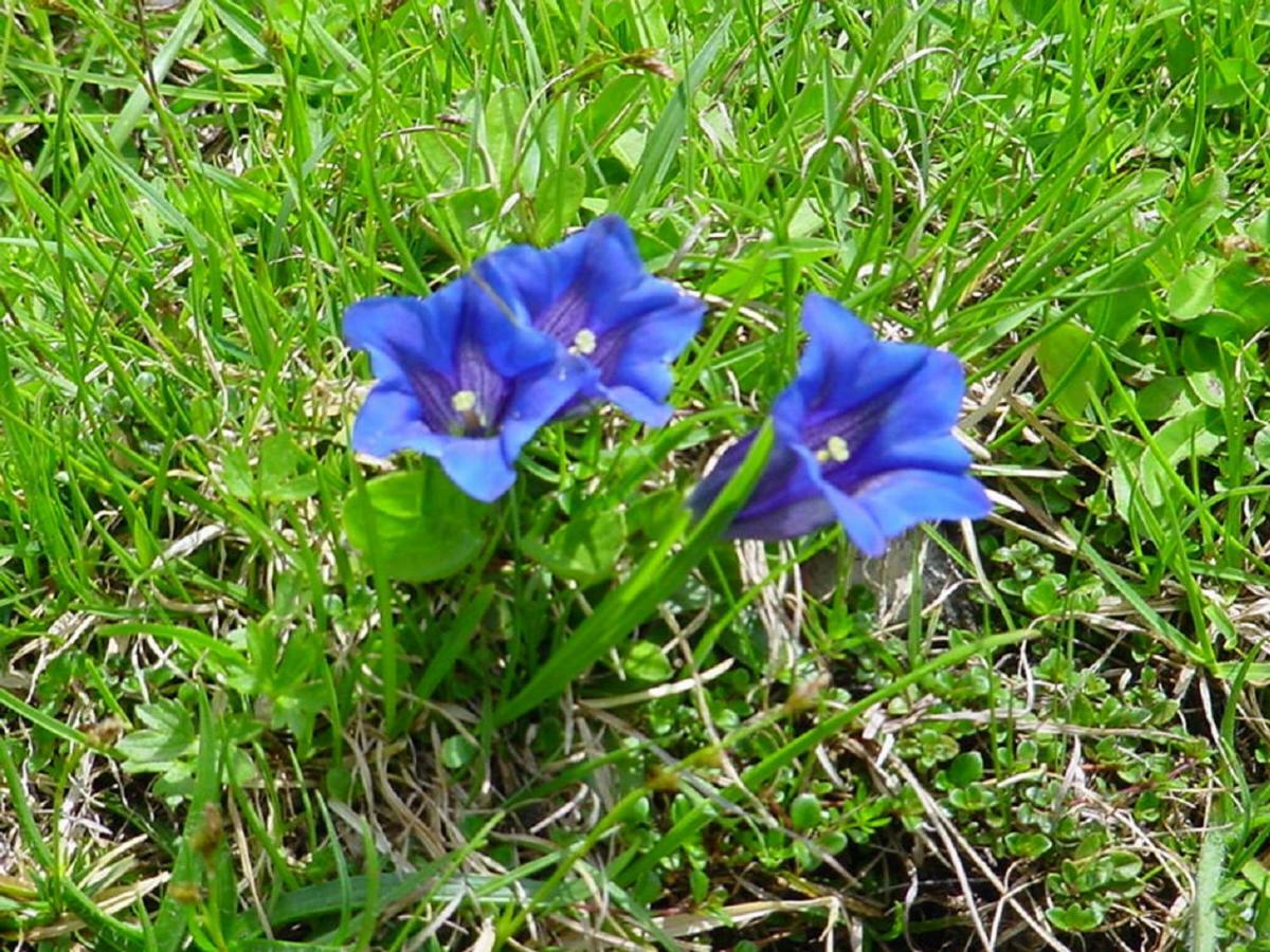 Bio-Bauernhof "Hecherhof" Thiersee Dış mekan fotoğraf
