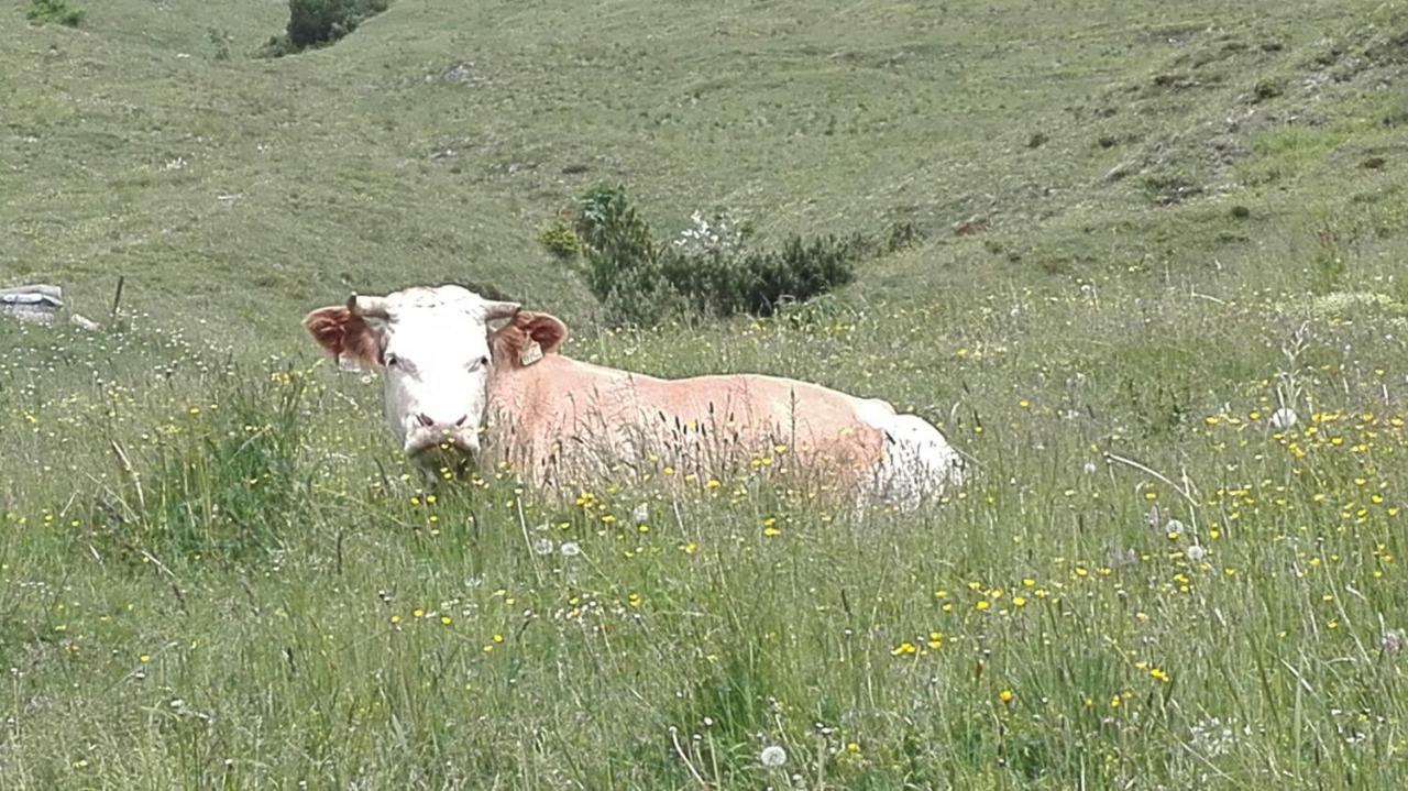 Bio-Bauernhof "Hecherhof" Thiersee Dış mekan fotoğraf
